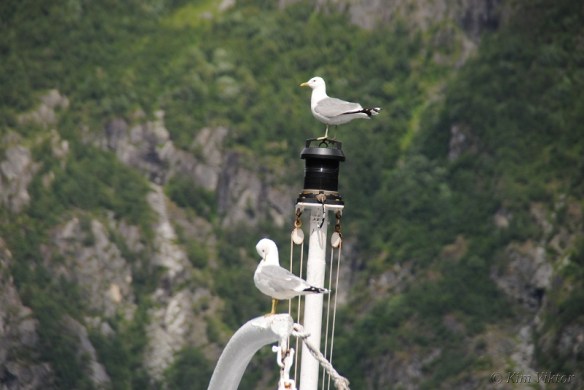 Norgekryssning 834 - Kopia